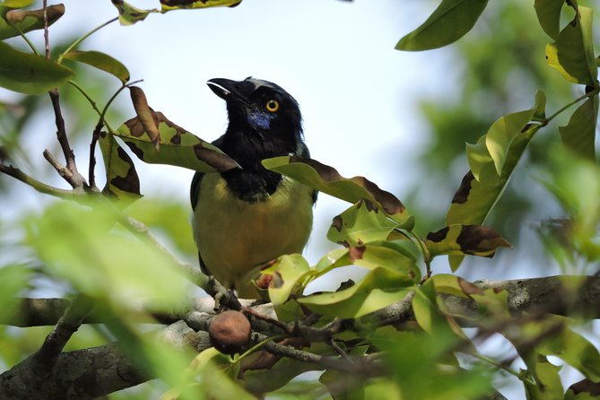 Birdwatching Cancun - Why this morning gets you beyond the resort zone