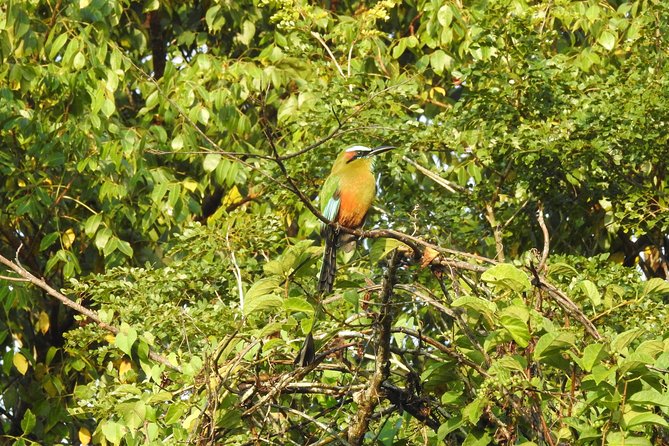 Birdwatching Cancun - Guides who make the difference