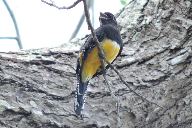 Birdwatching Cancun - How many birds might you see?