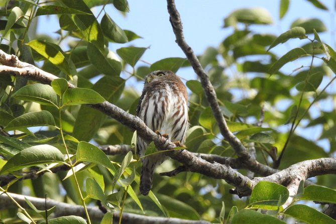 Birdwatching Cancun - Who will enjoy this most?