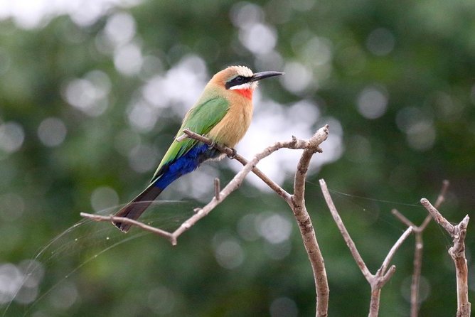 Birdwatching Cruise in Zambezi River with Breakfast - What the two-hour schedule feels like