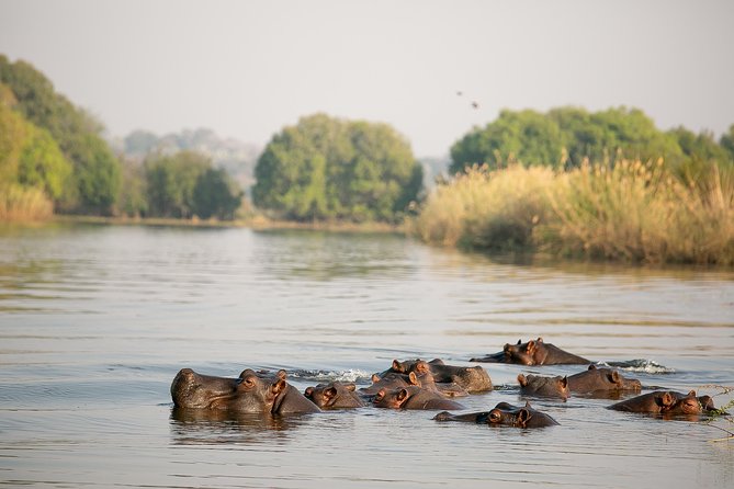 Birdwatching Cruise in Zambezi River with Breakfast - From hotel pickup to the river