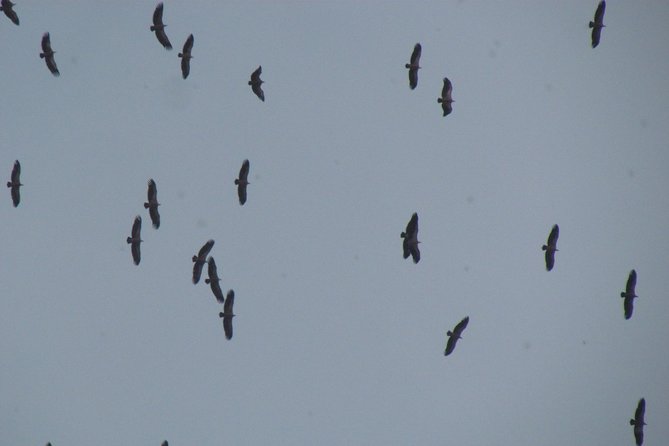 Birdwatching day around Sagres - Ponta da Atalaia and the first search