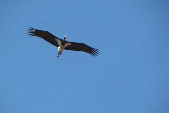 Birdwatching day around Sagres - Cabranosa and the value of several habitats