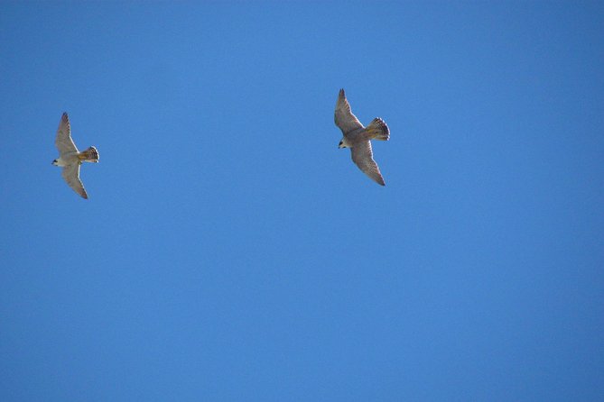 Birdwatching day around Sagres - Vale Santo and the spring possibility