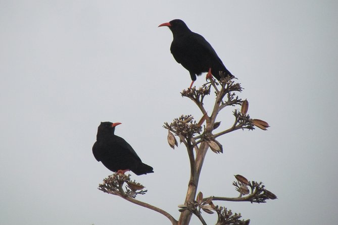 Birdwatching day around Sagres - Gui’s guiding style and what it adds