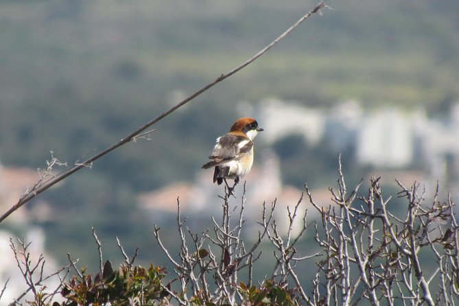 Birdwatching day around Sagres - What the $100.71 price gives you
