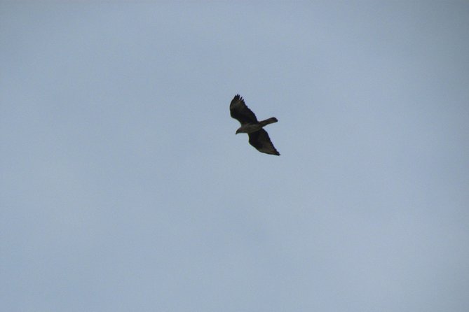 Birdwatching day in the Monchique hills - A closer look at the $86.90 price