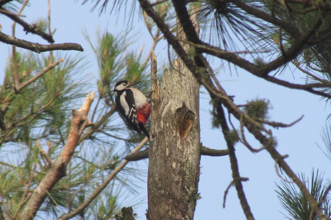 Birdwatching day in the Monchique hills - Weather, timing, and cancellation