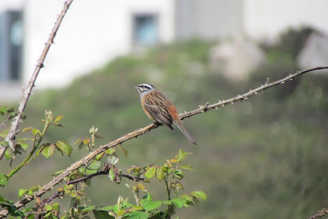 Birdwatching day in the Monchique hills - Birding around Foia, the highest point