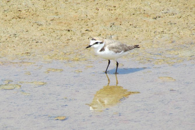 Birdwatching day in the Ria Formosa Natural Park - Key points at a glance