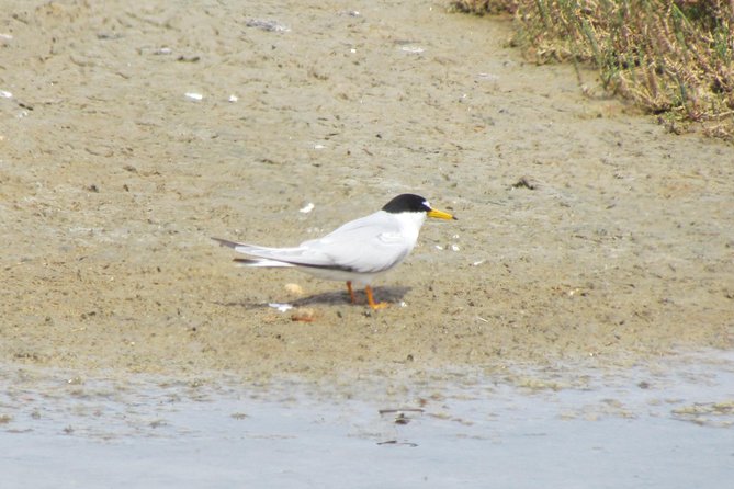 Birdwatching day in the Ria Formosa Natural Park - What Guillaume adds to the day