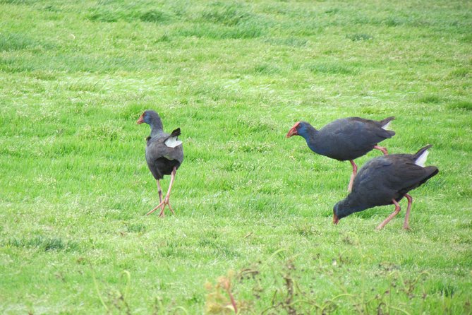 Birdwatching day in the Ria Formosa Natural Park - Who will enjoy this experience most