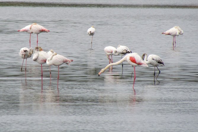 Birdwatching day in the Ria Formosa Natural Park - Starting at 7:00 am from A Rocha Life