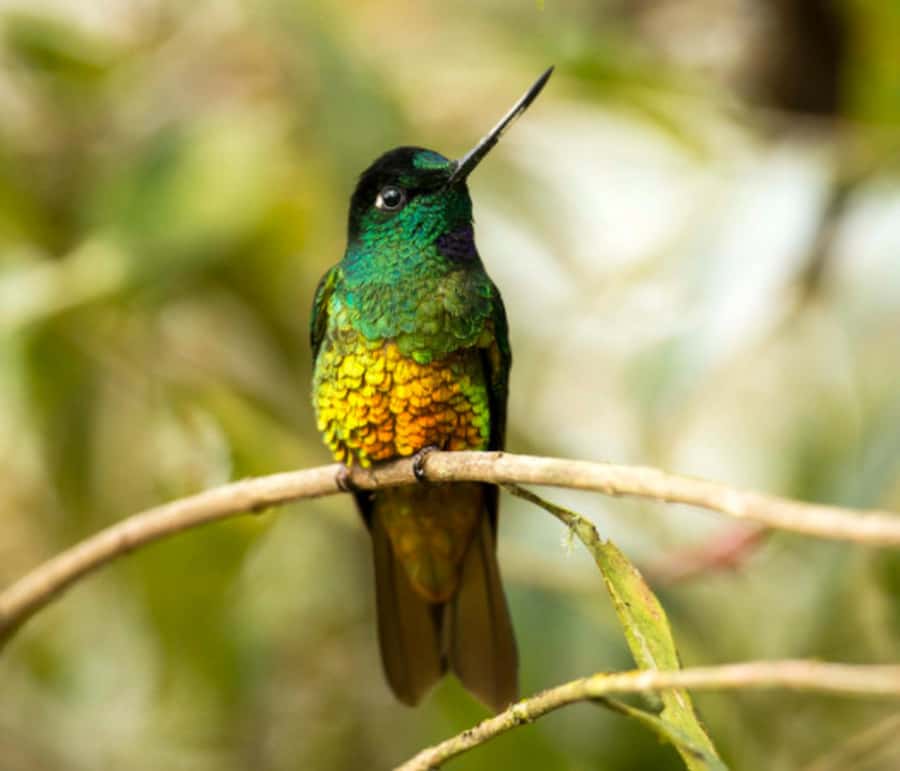 Birdwatching Day Tour at Chicaque Natural Park - Why the expert birder matters