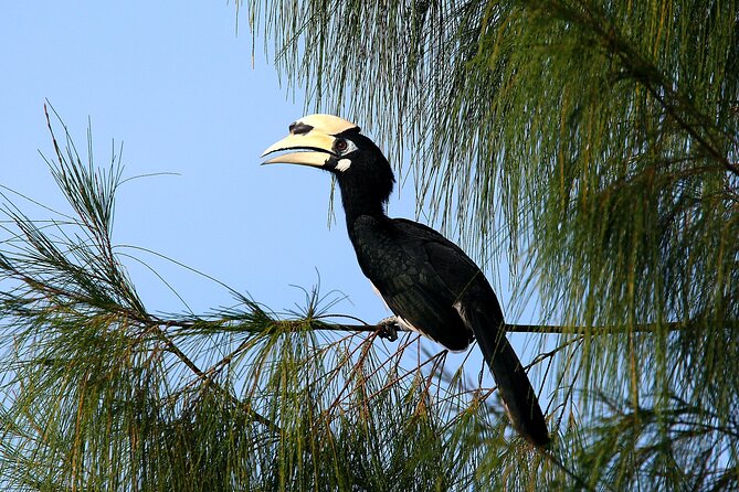 Birdwatching: Desaru's Winged Gems - Why a naturalist guide changes the outing