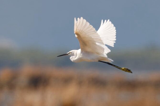 Birdwatching Experience in Narte Lagoon & Akerni Dunes - Key details at a glance