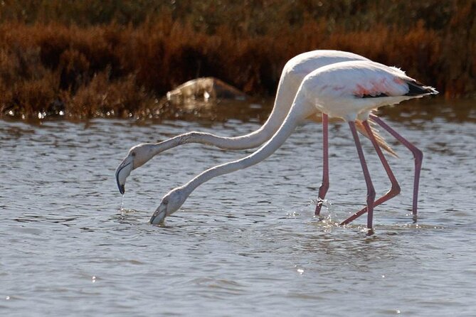 Birdwatching Experience in Narte Lagoon & Akerni Dunes - Why Narta Lagoon is worth your morning