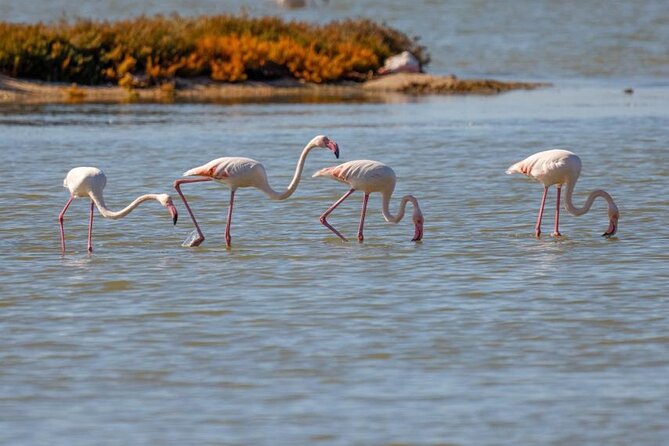 Birdwatching Experience in Narte Lagoon & Akerni Dunes - Ngjoli Road and the salt fields