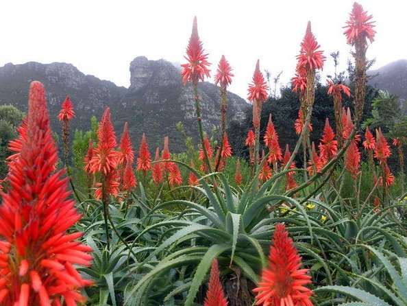 Birdwatching in Cape Town - Key points for choosing this Cape Town birding day