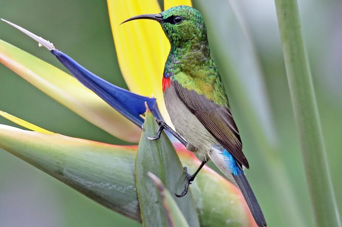 Birdwatching in Cape Town - Why this tour works for Cape Town birdwatchers