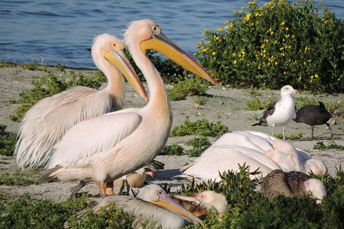 Birdwatching in Cape Town - Lunch break and the change of pace