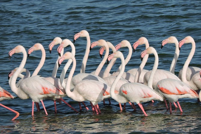 Birdwatching in Cape Town - Strandfontein Sewage Works: a serious birding hotspot