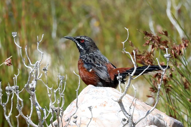 Birdwatching in Cape Town - What Alfie adds to the day