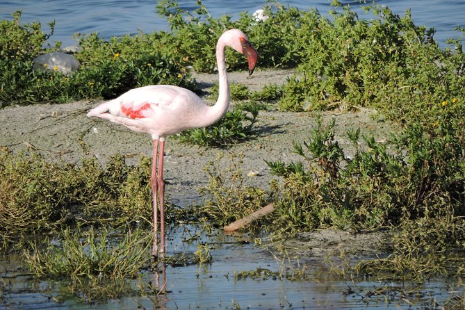 Birdwatching in Cape Town - Is $115.43 per person good value?