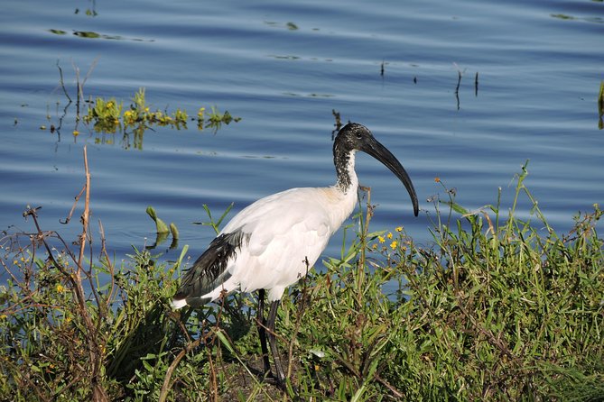 Birdwatching in Cape Town - Weather, timing, and what to expect