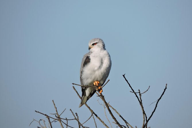 Birdwatching in Cape Town - Kirstenbosch Gardens: fynbos, forest, and Cape specialties