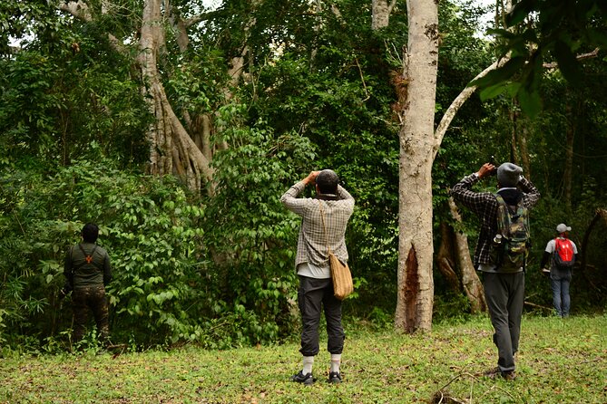Birdwatching in Coba from Tulum - Shared Group Tour - Why Cobá makes a strong birdwatching base