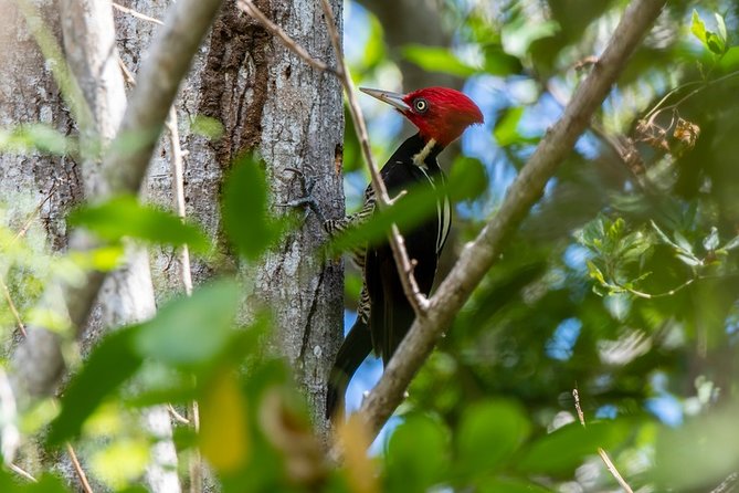 Birdwatching in Coba from Tulum - Shared Group Tour - A gentle start with coffee, fruit, and field preparation