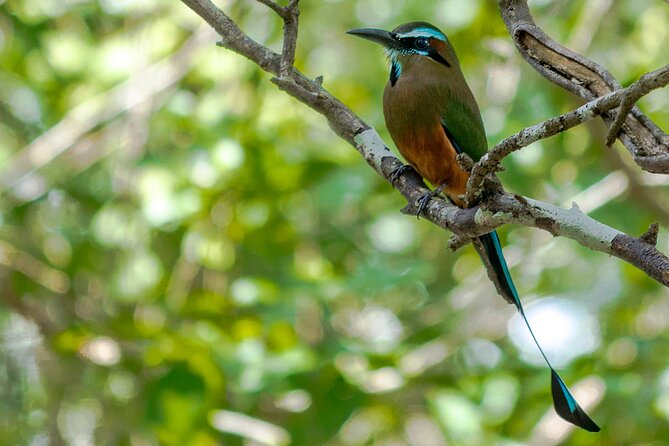 Birdwatching in Coba from Tulum - Shared Group Tour - Two hours among the Cobá ruins