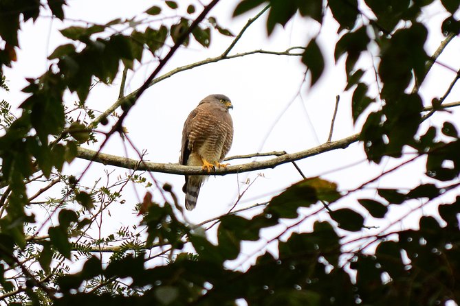 Birdwatching in Coba from Tulum - Shared Group Tour - Local brunch after the morning search