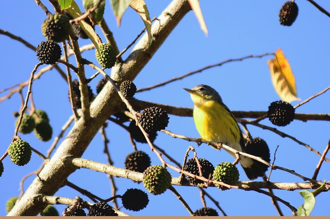 Birdwatching in Coba from Tulum - Shared Group Tour - What the guides add to the morning