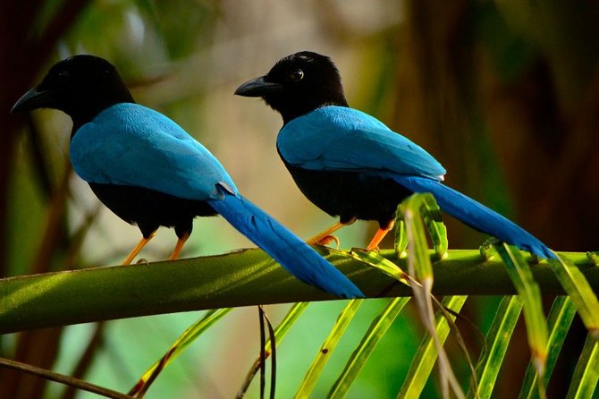 Birdwatching in Coba from Tulum - Shared Group Tour - The 6:00 a.m. start from Tulum