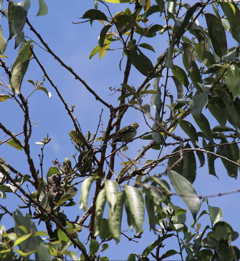 Birdwatching in Guatapé with Around 400 Bird Species - Practical preparation for the trail