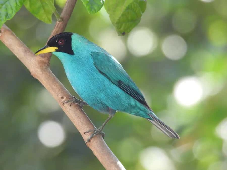 Birdwatching in Guatapé with Around 400 Bird Species - Breakfast with birds before the walk