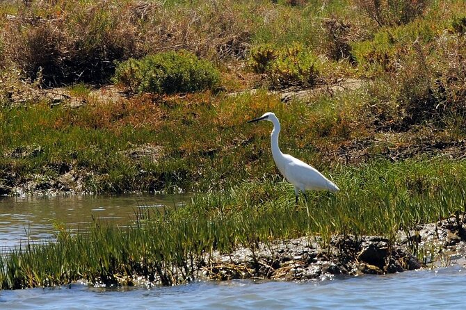 Birdwatching in Ria Formosa - Eco Boat Tour from Faro - Starting at Faro Marina