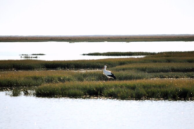 Birdwatching in Ria Formosa - Eco Boat Tour from Faro - When to Go for the Best Birdwatching