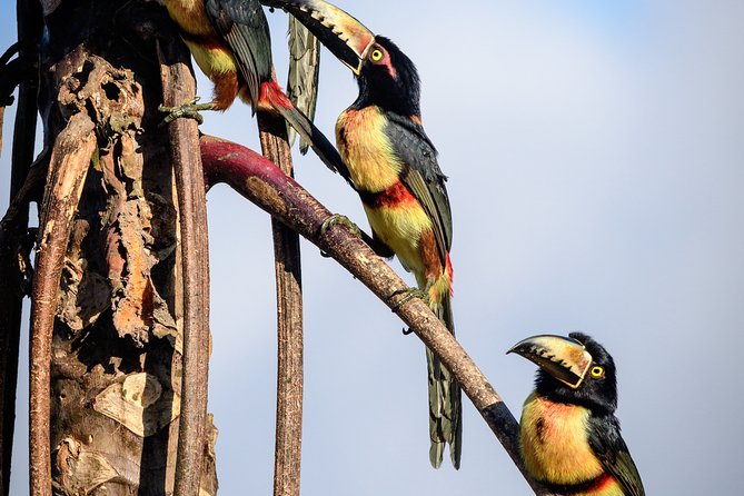 Birdwatching in Sian Ka´an Muyil from Tulum - Shared Group Tour - Why this Muyil morning is more than a bird checklist