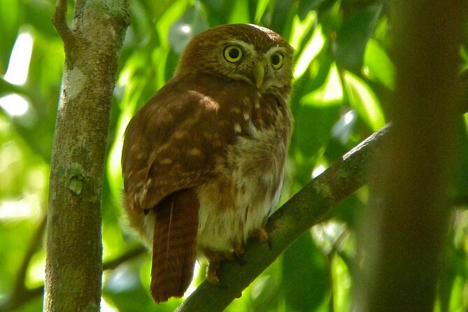 Birdwatching in Sian Ka´an Muyil from Tulum - Shared Group Tour - The optional lagoon boat and mangrove float