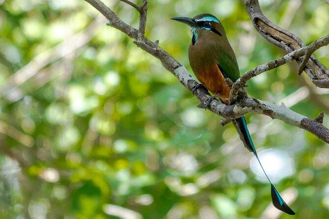Birdwatching in Sian Ka´an Muyil from Tulum - Shared Group Tour - Who will enjoy this experience most