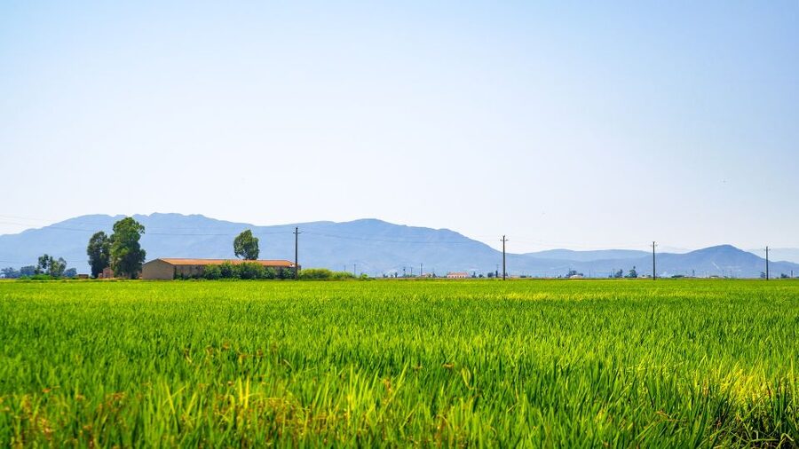 Birdwatching in the Ebro Delta - Why Les Olles lagoon makes a good starting point