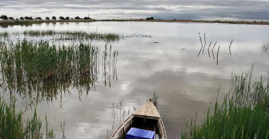 Birdwatching in the Ebro Delta - What you might see through the binoculars