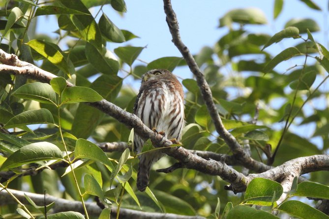 Birdwatching Playa del Carmen - Why this morning near Playa del Carmen works