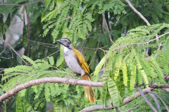 Birdwatching Playa del Carmen - What you might see, from owls to motmots