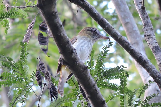 Birdwatching Playa del Carmen - How Carlos, Lugo, and Alberto add value