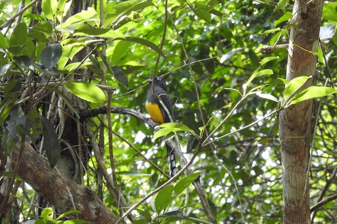 Birdwatching Playa del Carmen - Photography, binoculars, and the eBird list